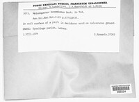 Melanogaster broomeanus image